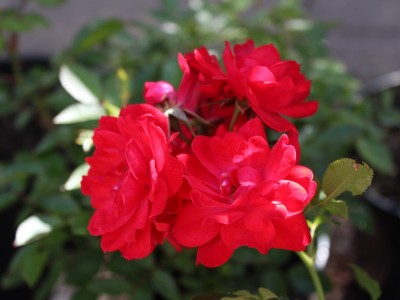 Rosa Raspberry Royale (