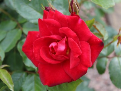 Rosa floribunda Ruby Anniversary (