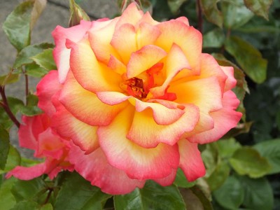 Rosa floribunda Sheila