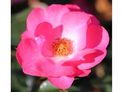 Rosa floribunda Rosy Cheeks 