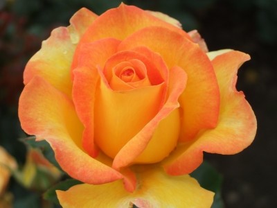 Rosa Happy Birthday (fryglitzy) AKA Rorary Sunrise (standard) Standard Rose