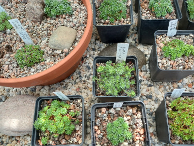 Saxifrages Mixed Collection of 4 plants Porophyllum