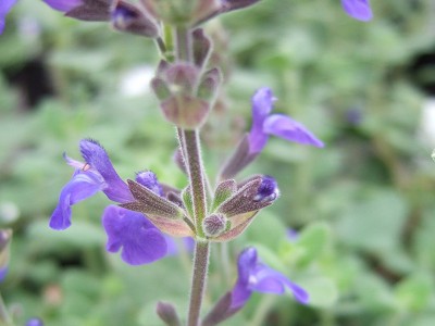 Salvia chamaedryoides 