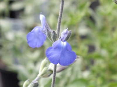 Salvia chamaedryoides var.isochroma sage