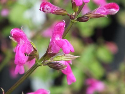 Salvia chiapensis sage