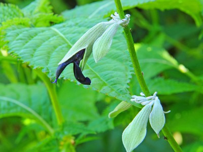 Salvia discolor Andean silver-leaf sage