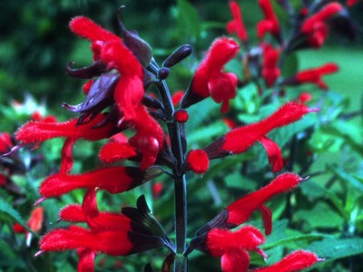 Salvia fulgens Mexican red sage 