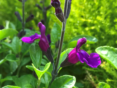 Salvia x jamensis Ignition Purple sage