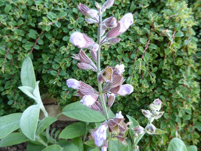 Salvia lavandulifolia sage