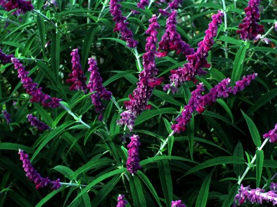Salvia leucantha 