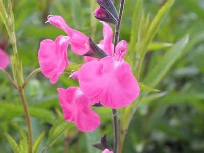 Salvia microphylla 