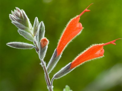 Salvia tubiflora sage
