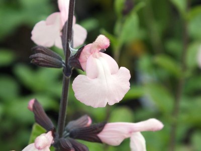 Salvia x jamensis 
