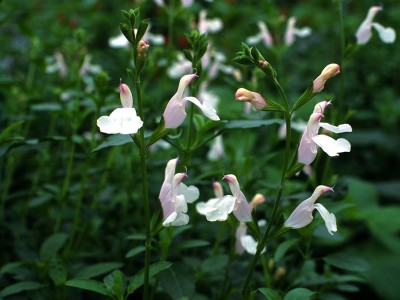 Salvia x jamensis 