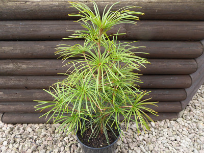 Sciadopitys verticillata Japanese umbrella Pine.