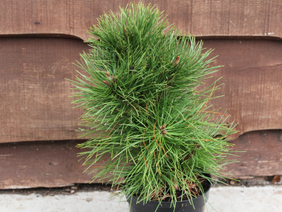 Pinus tabuliformis 
