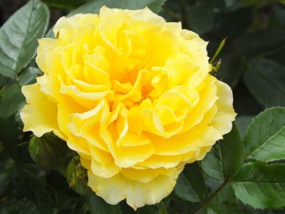 Rosa Golden Wishes (