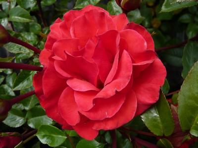 Rosa floribunda Precious Love 