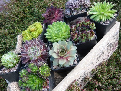 A Sempervivum Collection (6 Plants, 9cm pots) House Leek, Hen and Chicks