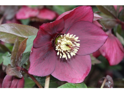 Helleborus x hybridus (Ashwood Garden Hybrids) Single claret shades 7.5L Pot Lenten Rose