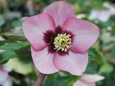 Helleborus x hybridus (Ashwood Garden Hybrids) Single pink shades dark nectaries, red flush Lenten Rose