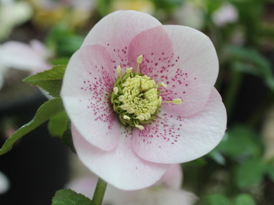 Helleborus x hybridus (Ashwood Garden Hybrids) Single pink shades spotted Lenten Rose
