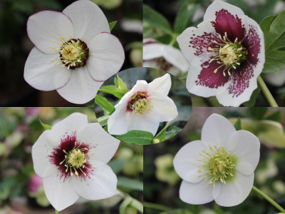 Helleborus x hybridus (Ashwood Garden Hybrids) Mixed Singles White Collection of Three Plants Lenten Rose