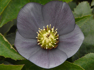 Helleborus x hybridus (Ashwood Garden Hybrids) Single slate grey shades 5L Pot Lenten Rose
