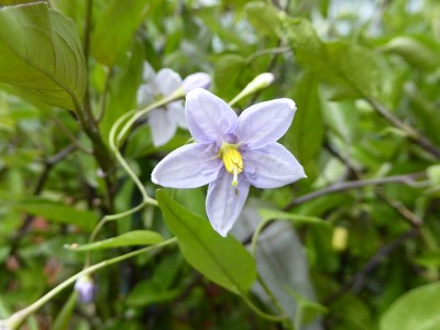 Solanum laxum 
