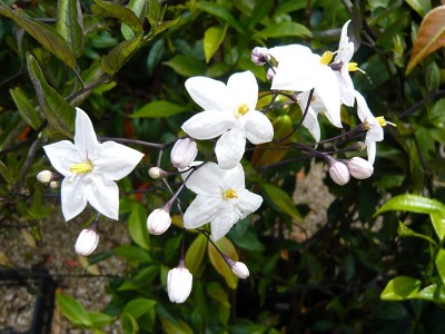 Solanum jasminoides 