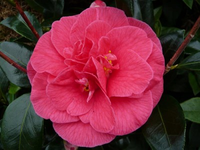 Camellia japonica 