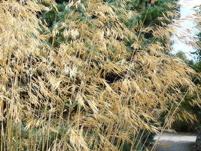 Stipa gigantea Golden Oats, Giant Feather Grass