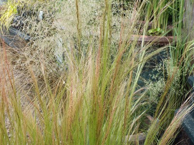 Stipa tenuissima Pony Tail Grass