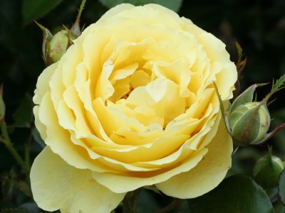 Rosa floribunda Summer Gold 