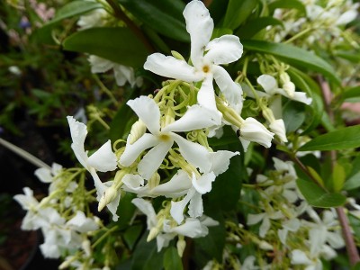Trachelospermum jasminiodes star jasmine