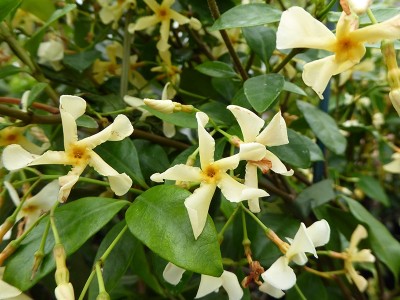 Trachelospermum jasminiodes Star of Toscana 