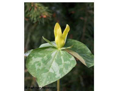 Trillium luteum Yellow Wood Trillium