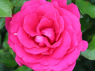 Rosa floribunda Truly Loved 
