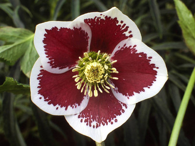 Helleborus x hybridus (Ashwood Garden Hybrids) Single white blotched Lenten Rose