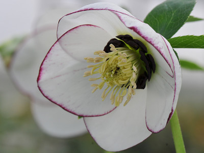 Helleborus x hybridus (Ashwood Garden Hybrids) Single white picotee dark nectaries 7.5L Pot Lenten Rose