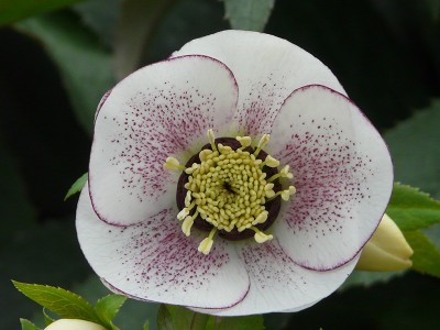Helleborus x hybridus (Ashwood Garden Hybrids) Single white picotee dark nectaries spotted Lenten Rose