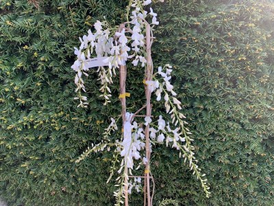 Wisteria sinensis var sinensis f. alba Chinese white wisteria