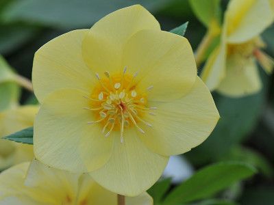 Helleborus x hybridus (Ashwood Evolution Group) Yellow with golden nectaries 5L Pot Lenten Rose