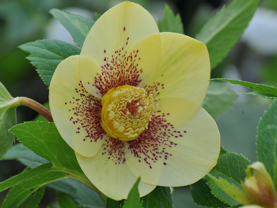 Helleborus x hybridus (Ashwood Evolution Group) Yellow gold nectaries spotted 5L Lenten Rose