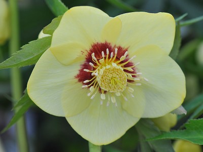 Helleborus x hybridus (Ashwood Evolution Group) Yellow, red nectaries, red flush 5 Litre Lenten Rose