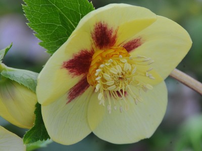 Helleborus x hybridus (Ashwood Evolution Group) Yellow with golden nectaries and red flush Lenten Rose