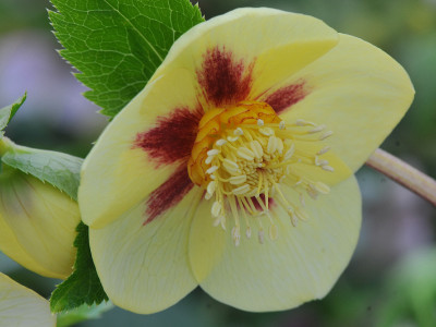 Helleborus x hybridus (Ashwood Evolution Group) Yellow with golden nectaries and red flush 5L Lenten Rose