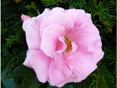 Rosa floribunda You