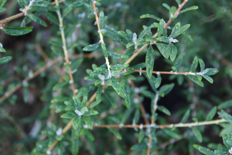 Buddleja alternifolia
