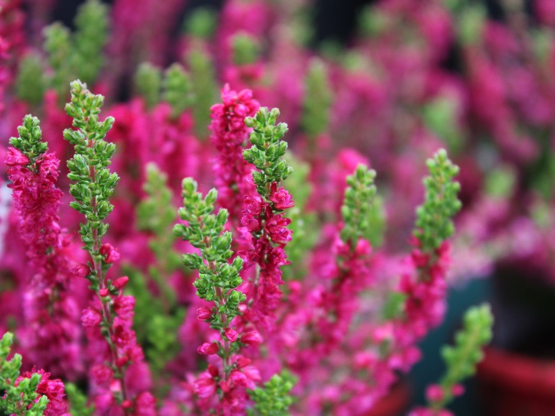 Calluna vulgaris, Ling, Erica, Heather. Floral background